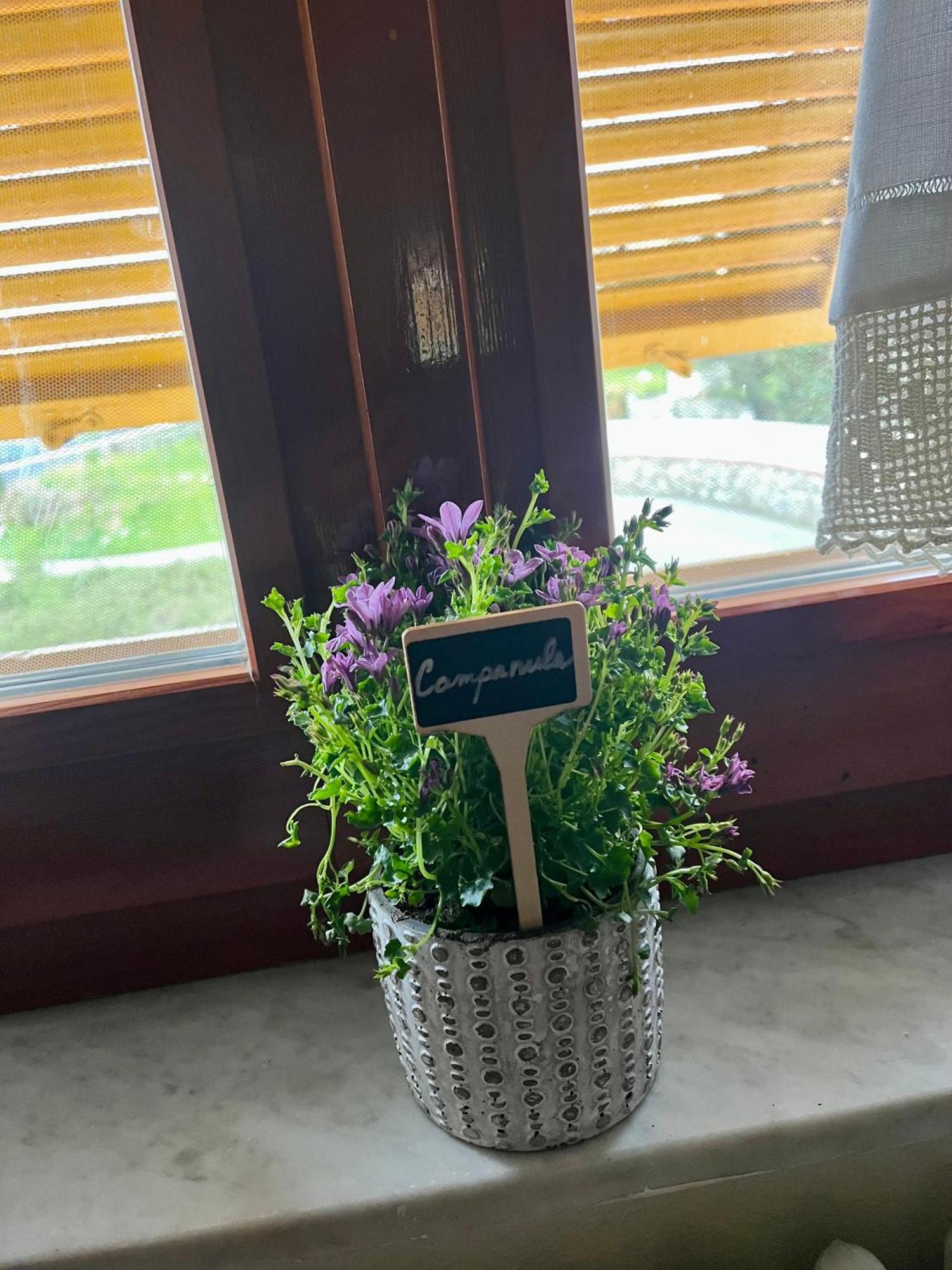 La Ginestra B&B 福斯迪诺沃 外观 照片